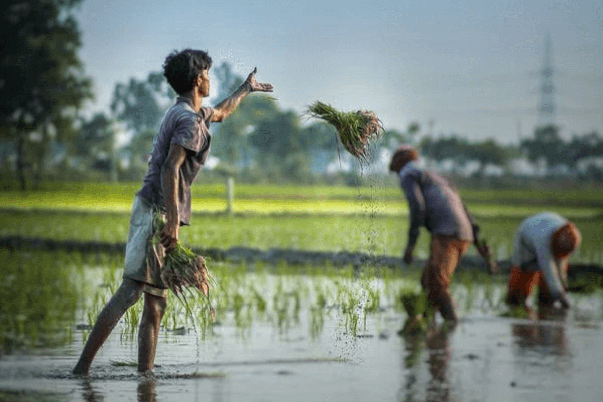 Kenaikan PPN Berdampak ke Penyerahan Barang Pertanian & Pupuk Bersubsidi 