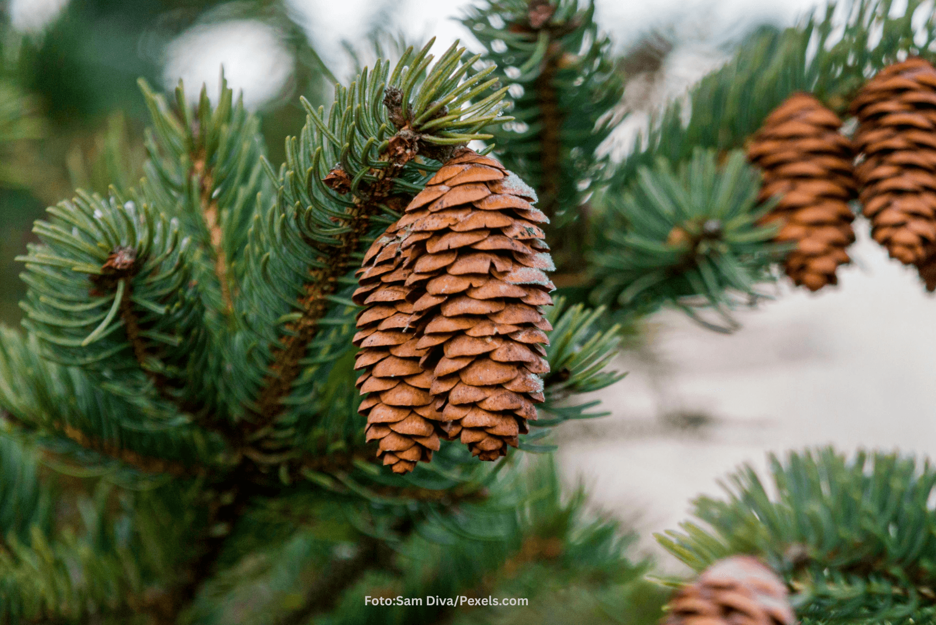 Pine Resin Exports Subject to 25% Export Duty, Cocoa Bean Tariff Reduced